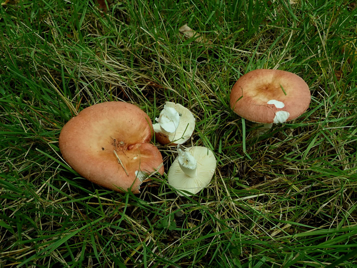 Photo © Sarah Ebdon Russula velenovskyiby Sarah Ebdon